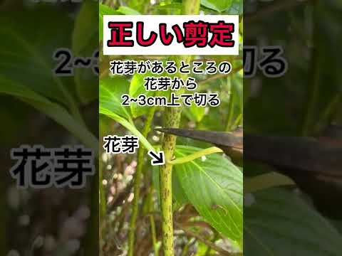 春のアジサイの剪定時期