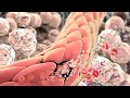 Inflammation Immune Response To Tissue Injury Or Infection