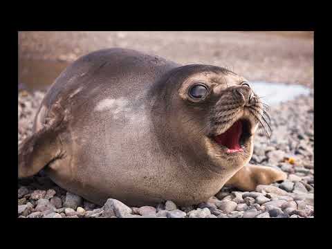 ITALIANO - SILLABE CON F - FA FE FI FO FU