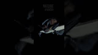 Morcegos: Os Senhores Discretos da Noite Revelados! #documentário #natureza #vidaselvagem