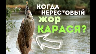 Когда начинает клевать карась весной в саратовской области