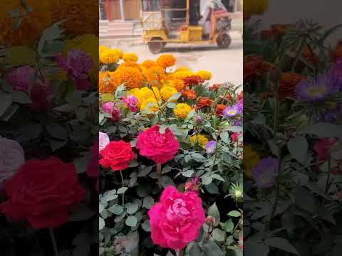 happy Rose Day #flowers #shortvideo