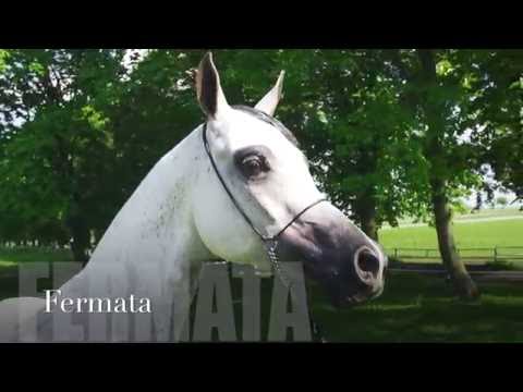 Pride Of Poland 2016 - Fermata