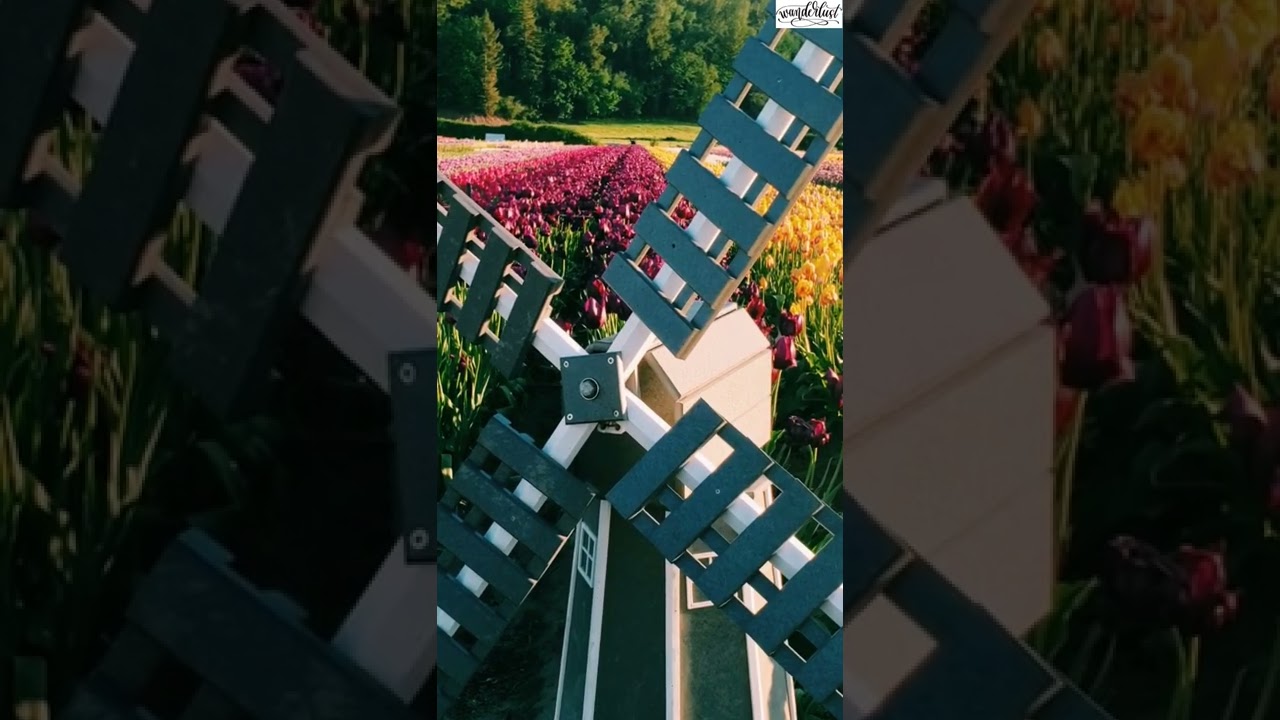 Tulip paradise #shorts #youtubeshorts #flowers