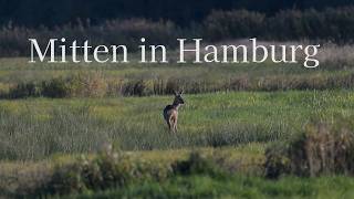 Mitten in Hamburg