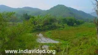 Greenery: the pride of Assam