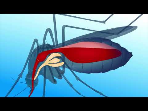 Identify the Life Cycle of Malarial Parasite