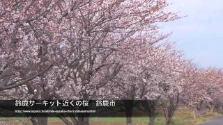 preview picture of video '鈴鹿サーキット近くの桜　2011年4月8日'