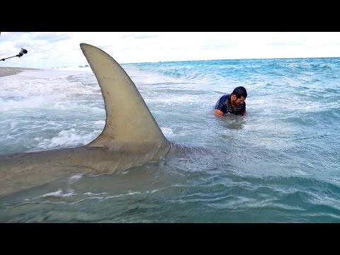 Monster Sharks caught Fishing from the Beach - 4K