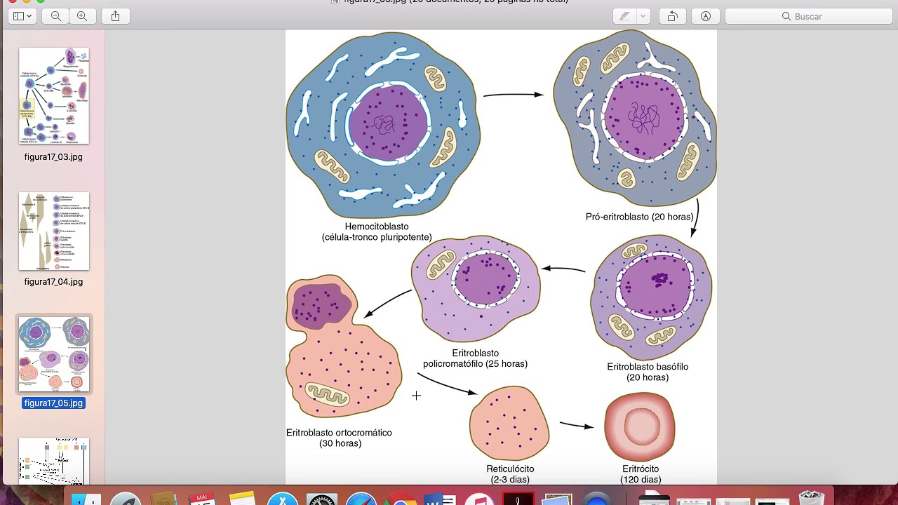 Embriologia - Desenvolvimento do sistema cardiovascular