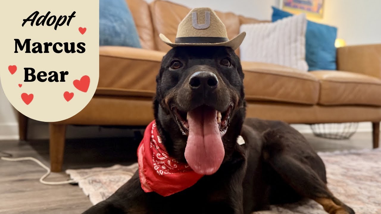 Marcus Bug Marcus Bear The Big Gentle Love Bug - Adoptable Pet | Petfinder | Petfinder