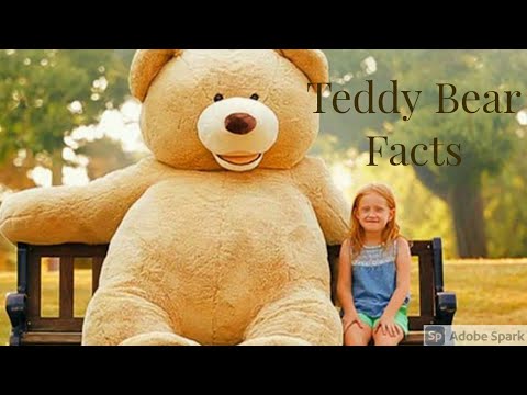 Things to know about Teddy Bears