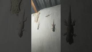 Download lagu Husttt🤫 Bangsa cicak kumpul?🧐 #shorts mp3