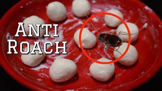 DIY Natural Cockroach Killer using Boric Acid | How to get rid of cockroaches and lizards?