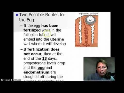Menstrual Cycle-Cleavage Diagram (10:44)