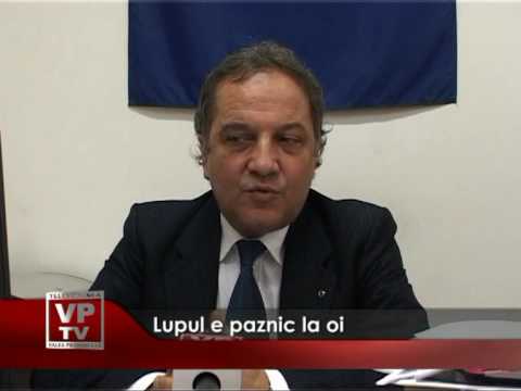 Lupul e paznic la oi