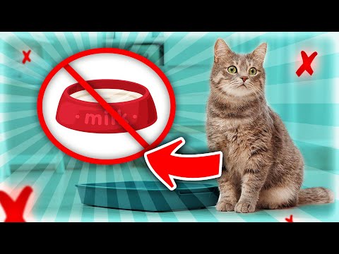 Foods That Can Poison Your Cat