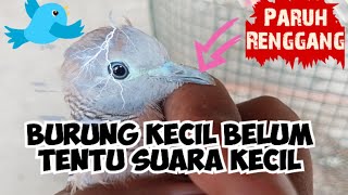 Download lagu Banyak yang salah pilih Perkutut Badan Besar padahal suara kecil mp3
