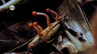 Круговорот азота в природе