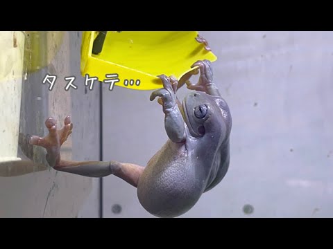 庭からカエルを追い払い、プールに入らないようにするにはどうすればよいでしょうか?  庭園