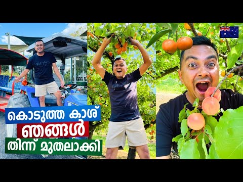 Eating Unlimited Fruits by Visiting Australian Fruit Farm ഒരു ഓസ്‌ട്രേലിയൻ ഫാം ടൂർ with 450+ Fruits
