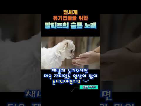 세상에서 가장 슬픈 말티즈 이야기 |  꿈에서 기다릴게 Official MV  #MV #말티즈 #슬픈노래 #…