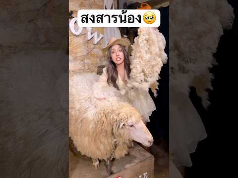 สงสารน้องแกะ! #jamsai #jamsaijs #แจ่มใส