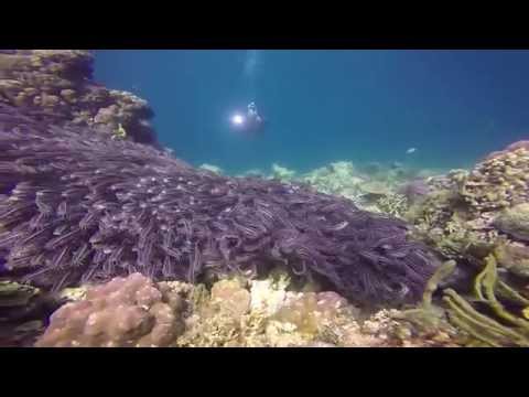 Anilao Dive Expedition Part 2 - Reef Dives - Sony a6000