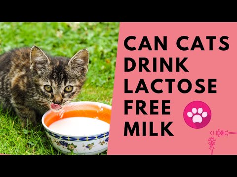 Can Cats drink lactose free milk? | Can Cats drink condense milk? | What happens if cats drink milk?