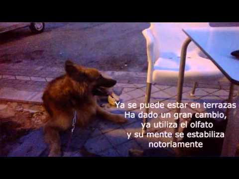 Trabajando terapia con Rony (artículo y vídeo resumen)