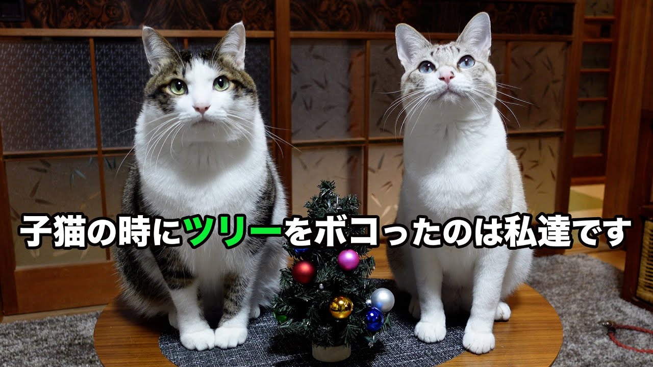 イタズラ子猫だった頃