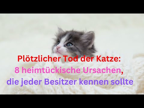 Plötzlicher Tod der Katze: 8 heimtückische Ursachen, die jeder Besitzer kennen sollte