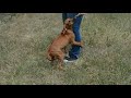 Rhodesian Ridgeback welpen kaufen