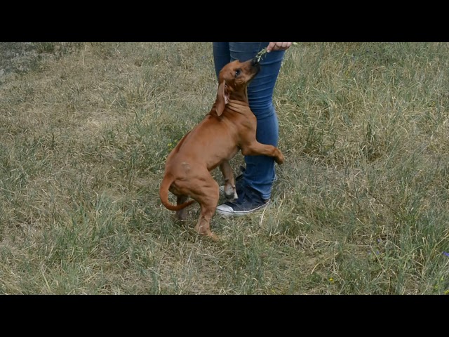 Rhodesian Ridgeback puppy for sale