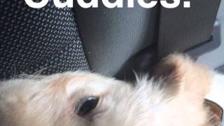 Dog Days of Summer: Wrangler Maize Crawford Comes Home