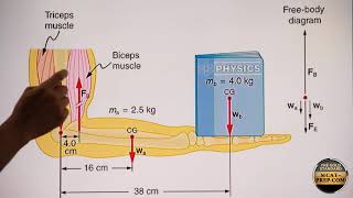 MCAT video: Torque Forces Applied to the Forearm in Equilibrium