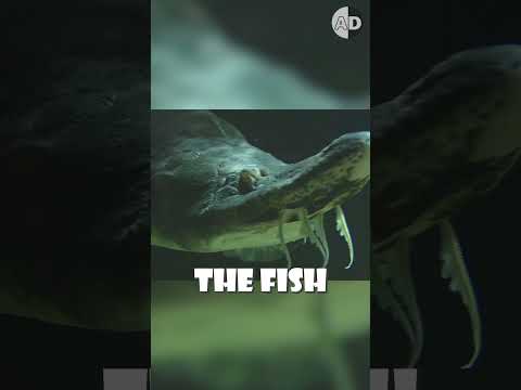 Revolutionizing Caviar: The Groundbreaking No-Kill Harvest Method 🐟✨