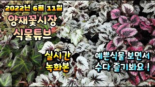 2022년 6월 11일 토요일   예쁜식물들  보면서  수다즐겨봐요 #양재꽃시장 #식물튜브