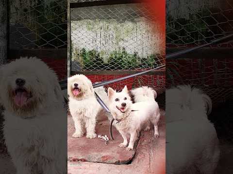 Cute dogs😍 #dogs #germanspitz #romania #shorts