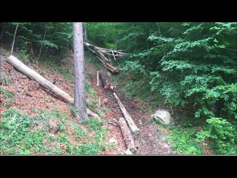 Holzerei anno dazumal - Teil 3: Baumstämme riesen