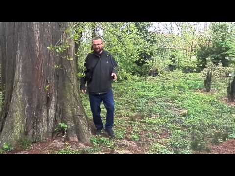 Taksodiji (Taxodium distichum), Arboretum Kamoni, Szomathely, Hungary