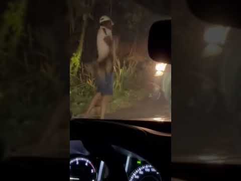 Homem AGRIDE tamanduá-bandeira em Itapebi, no extremo sul da Bahia - Boa Noite, Bahia