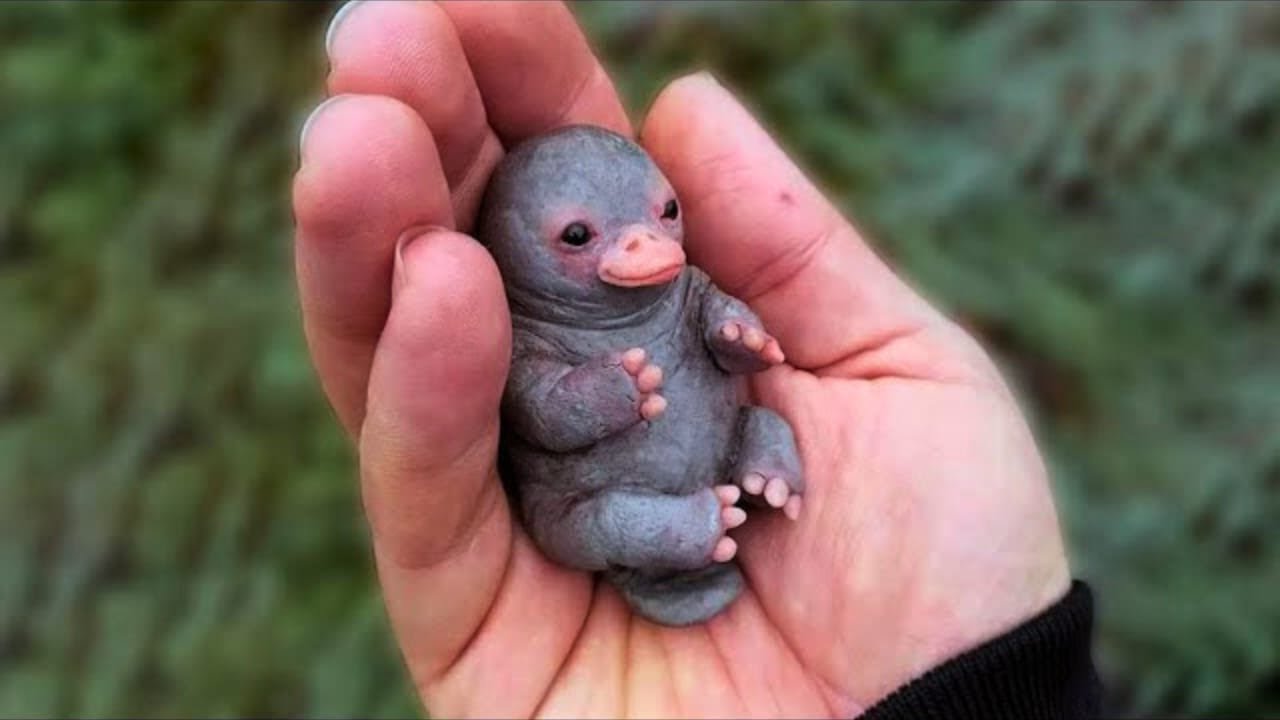 10 adorables animales exóticos que no puedes tener