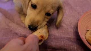 ダックスフント　子犬　手羽先　骨まで食う　女子　衝撃動画　ASMR　音フェチ