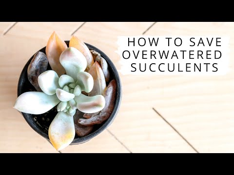 image-Do succulents have yellow leaves? 
