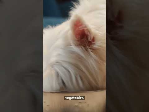 Ultimate Guide to Keeping Your Dog Healthy: Discover the Best Foods and Supplements