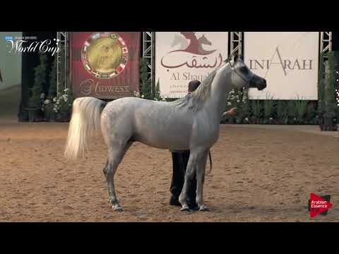 N.198 MOAID AL SHAQAB - LAS VEGAS 2019 - Arabian World Cup Senior Breeding Stallions (Class 124).mp4