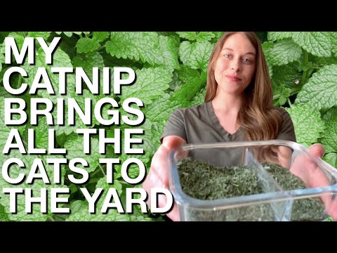 How I Harvest & Dry Catnip FT. MY CAT KHALEESI 😺
