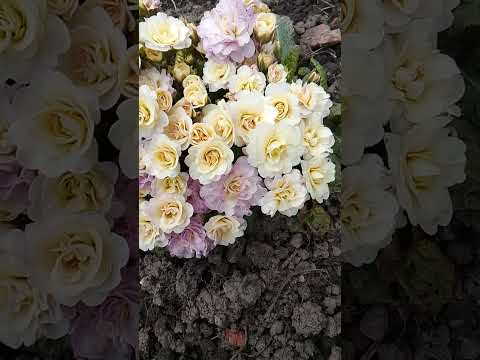 фото махровая примула беларина пинк шампань 0