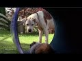 நாய்களின் அட்டகாசம் Tamil Dubbed Comedy Movie Scene Click 2